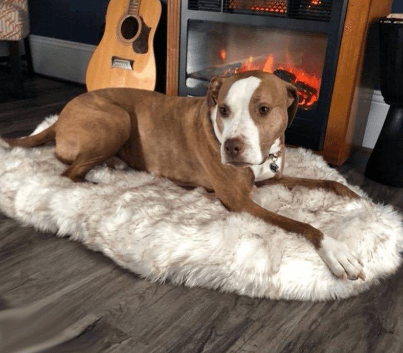 Cozycanine Plush Dog Bed - Luxurious Beige Mat For Restful Pet Sleep